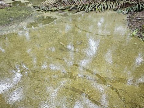 Dirty oil stains on the surface of the stagnant pool of water polluted stock photos Background Dark, Nature Pattern, Pool Water, Oil Stains, Vector Design, Stock Images, Pool, Stock Photos, Water