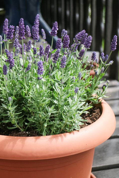 Lavender Hanging Basket, Lavender Potted Plant Front Porches, Planting Lavendar, Indoor Lavender, Lavender In Pots, English Lavender Plant, Lavender Planters, Lavender Potted Plant, Landscaping 101