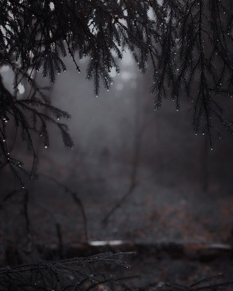 Naturecore Aesthetic, Drizzling Rain, Writing Aesthetic, Three Girls, Wuthering Heights, The 3 Kings, Holly Black, Taylor Swift Album, Facebook Cover