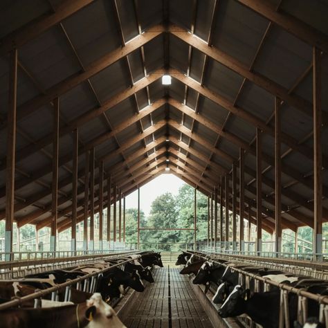 Dairy farm #farm #farmlife #farming #dairyfree #dairy #dairyfarm #dairyfarming #dairycows #dairycows Farming Aesthetic, Farm Aesthetic, Dairy Farming, Milk Man, Executive Branch, Dairy Farm, Dairy Cows, Dairy Farms, Farm Life