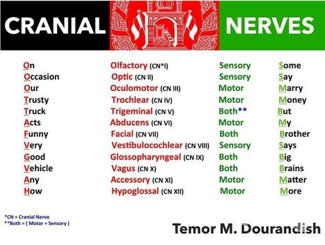 Neurology Nursing Pharmacology, Cranial Nerves Mnemonic, Np School, Physical Therapist Assistant, Ob Nursing, Nursing Mnemonics, Nursing Schools, Pharmacology Nursing, Nursing School Survival