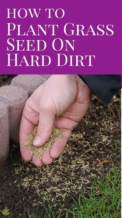 Grow Grass Fast, Landscape Ideas Garden, How To Plant Grass, Planting Grass Seed, Best Grass Seed, Lawn Repair, Soil Science, Homestead Gardening, Grass Growing