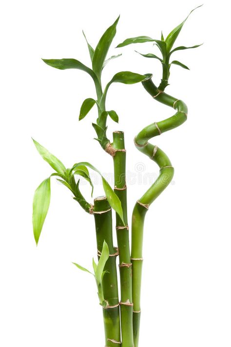 Lucky bamboo plant. (Dracaena sanderiana) against white background , #Ad, #plant, #Lucky, #bamboo, #Dracaena, #white #ad Lucky Bamboo Decor, Bamboo House Plant, Dracaena Sanderiana, Lucky Bamboo Plants, Bamboo In Pots, Bamboo Tattoo, Making Plant Pots, Bamboo Plant, Lucky Bamboo