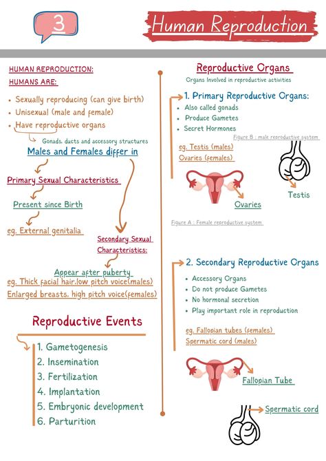 Human Reproduction NCERT NOTES Reproductive System Notes Aesthetic, Human Reproduction Mind Map, Reproductive Health Notes Class 12, Biology Reproduction Notes, Human Reproductive System Notes, Male Reproductive System Notes, Female Reproductive System Notes, Human Reproduction Notes, Reproduction In Humans