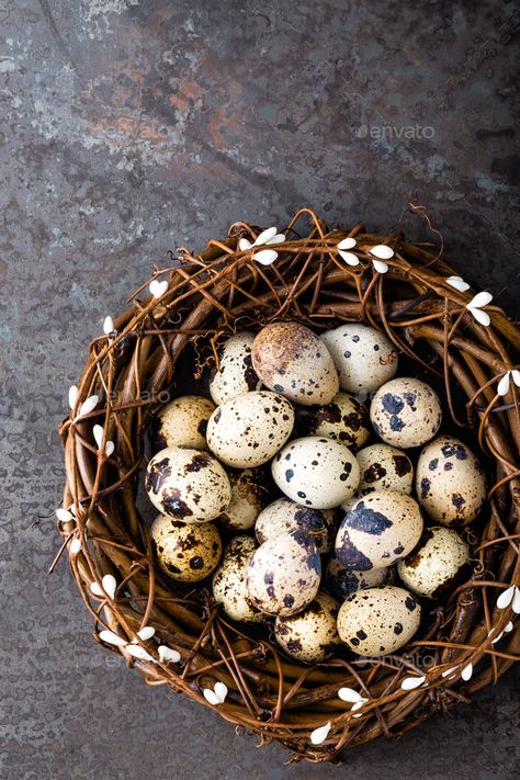 Nutrition Plate, Raising Quail, Easter Arrangement, Egg Photo, Dark Food Photography, Egg Nest, Quails, Handmade Tableware, Egg Box