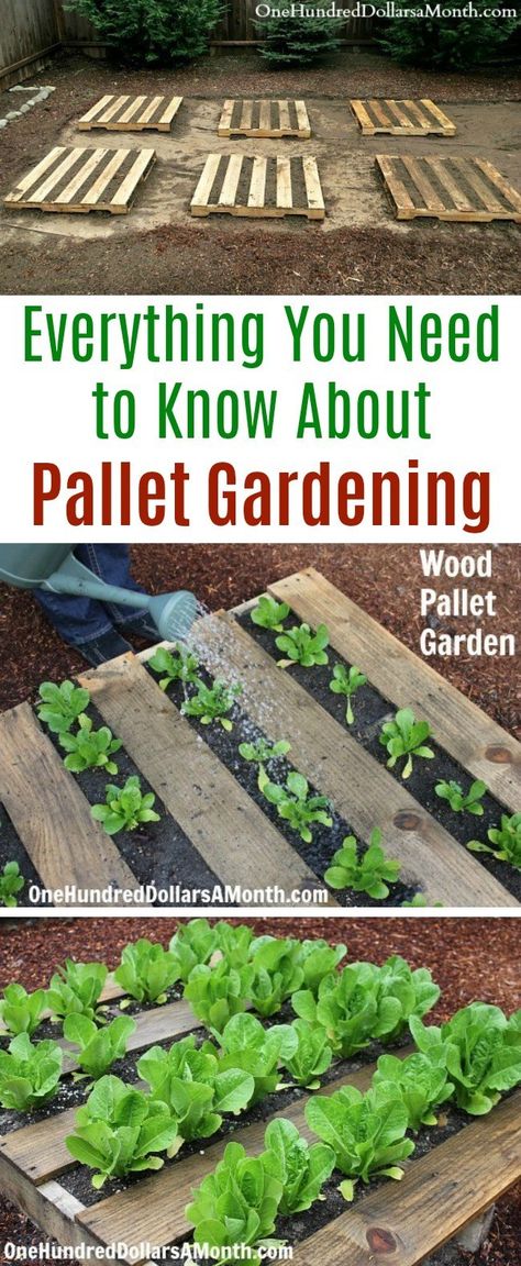 Wood, Wooden Pallets, Wood Pallets, Pallet Gardening, Pallets Garden, Pallet Garden, Outdoor Garden, A Month, Need To Know