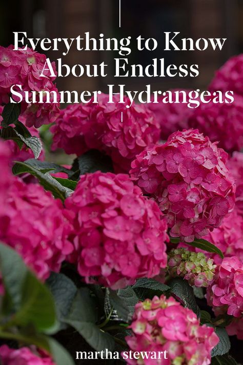 Hydrangeas For Full Sun, Best Hydrangeas For Shade, Why Hydrangeas Don't Bloom, Hydrangea Endless Summer, Bono Hydrangea, Endless Summer Hydrangea Landscaping, Hydrangea Care Pruning, When To Plant Hydrangeas In Ground, Best Hydrangeas For Full Sun