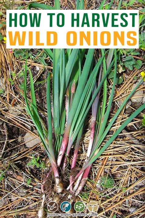 Ramps, wild onion, wild garlic. These are some of our best wild foods come springtime. More than 100 species of wild alliums call North America home — allium being the genus covering both onions and garlic — but it is the Eastern ramp, Allium tricoccum, that has been all the rage among chefs in recent years. They’ve become so popular I even see chefs here in California using them with abandon; no native ramp grows within 2,000 miles of San Francisco or Los Angeles. | @huntgathercook Wild Onions Recipes, Allium Tricoccum, Wild Ramps, Wild Onion, Wild Foraging, Wild Onions, Witch Herbs, Garden Remedies, Edible Wild Plants