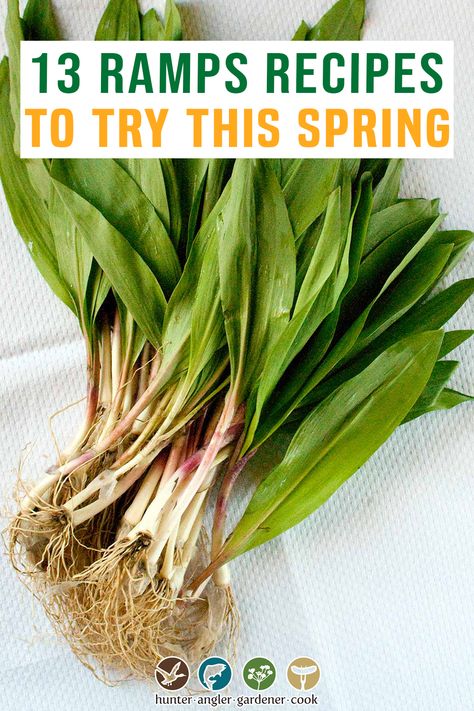 Wild Ramps Recipe, Ramps Recipe Dishes, Wild Leeks Recipes, Ramp Recipes Wild, Wild Onions Recipes, Ramp Seasoning, Wild Ramp Recipes, Ramps Recipe, Ramp Recipes