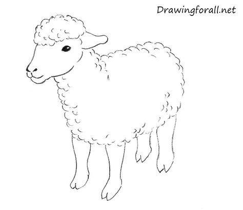 Draw A Sheep, Lamb Drawing, Sheep Drawing, Picture Drawing, Drawing Lesson, Beach Wave Hair, A Sheep, Drawing For Beginners, Drawing Easy