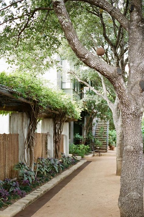 staying in austin: hotel san jose via A House in the Hills San Jose, Hotel San Jose Austin, Urban Landscaping, Austin Trip, Entry Courtyard, Austin Garden, Wisteria Vines, House In The Hills, Hotel San Jose