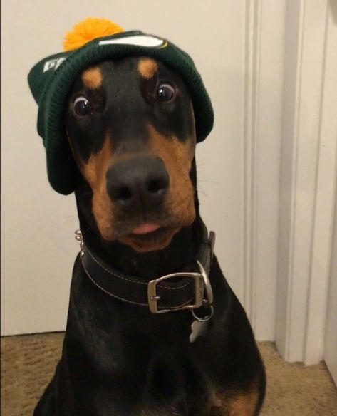 ARE YOU GONNA GIVE ME A BITE OF THAT PIZZA❣ Doberman Pinscher Funny, Black And Tan Terrier, Doberman Pinscher Puppy, Doberman Pinscher Dog, Doberman Puppy, Dog Exercise, Doberman Dogs, Dog Help, Guard Dogs