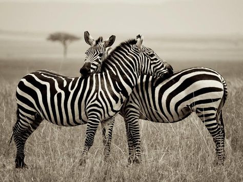 Zebra Pictures, Zebra Wallpaper, Masai Mara National Reserve, Backgrounds Iphone, Zebras Animal, African Animals, National Geographic Photos, Animal Wallpaper, Nature Animals