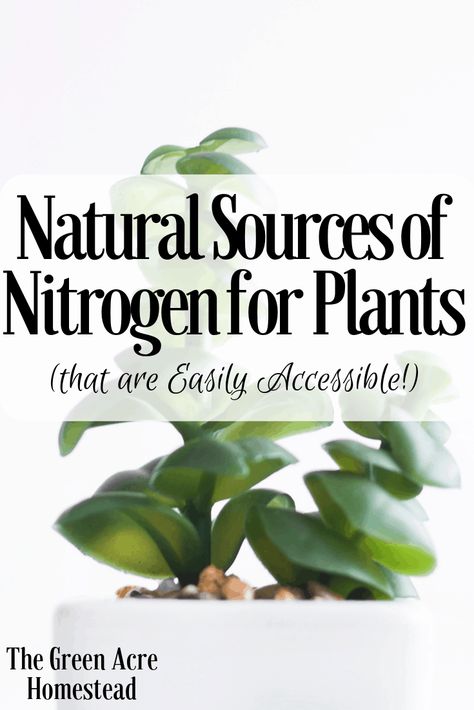 Natural Sources of Nitrogen for Plants! Nitrogen For Plants, Growing Herbs In Pots, Alocasia Frydek, Soil Science, Homestead Gardening, Vegetable Planting, Planting Guide, Organic Mulch, Backyard Gardening