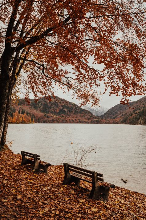 Wooden Bench Near Lake · Free Stock Photo Wallpaper Trees, 4k Phone Wallpapers, Wooden Benches, Wallpaper Autumn, Brown Autumn, Fall Mood Board, World Religions, Wooden Bench, Leaf Nature