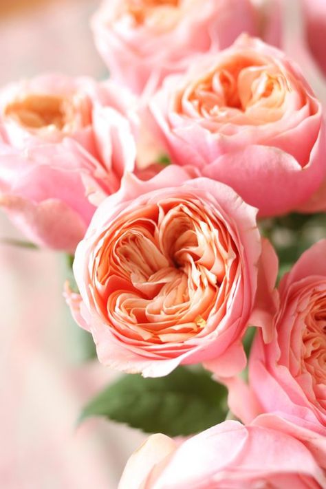 Beautiful garden roses. Perfect for an arrangement. Vuvuzela Rose, Coral Wedding Flowers, Coral Roses, Coral Garden, Rose Varieties, Roses Garden, Shrub Roses, Flower Collection, David Austin Roses