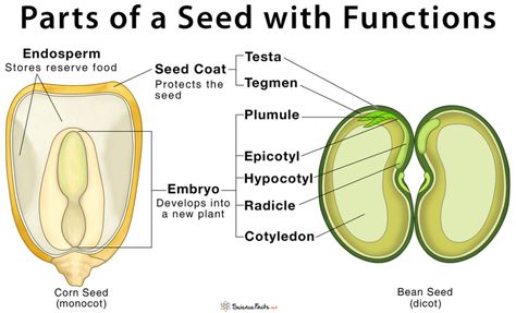 Parts of a Seed, Their Structure, and Functions with Diagram Parts Of A Seed Diagram, Structure Of Seed, Seed Diagram, Botany Notes, Preschool Gardening, Seed Structure, Parts Of A Seed, Seed Labels, Ag Teacher