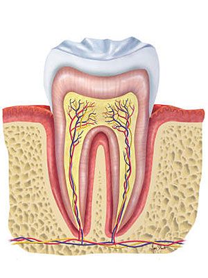 You may experience a wide spectrum of mouth problems, from cold sores to tooth decay to a gum abscess. Learn about your teeth and mouth for better health. Mouth Diagram, Gum Abscess, Mouth Problems, Teeth Images, Human Mouth, Dental Images, Teeth Pictures, Teeth Art, Baby Feeding Schedule