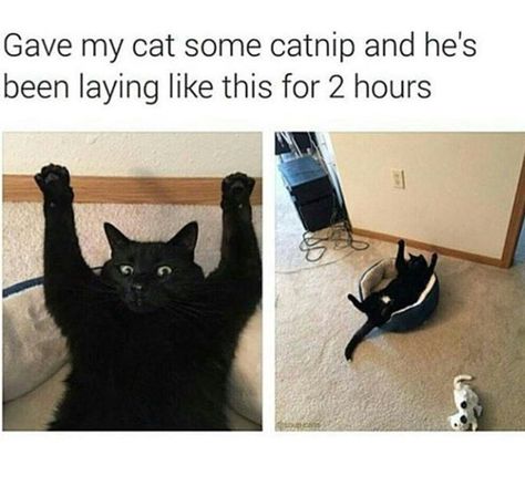 Cats: can't live with 'em...well, maybe you just can't live with 'em. If only they weren't so stinkin' cute. #Cats #CatMemes #Caturday Meme Chat, Animal Tumblr, Funny Animal Jokes, 웃긴 사진, Funny Cat Memes, Funny Animal Memes, Animal Jokes, Silly Cats, Cat Care