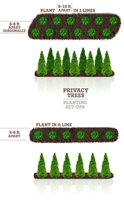 Mar 20, 2020 - Thuja Green Giant trees are easy to grow evergreens used mainly for privacy screening. Extremely popular for their fast growth rate and hardy nature, these attractive arborvitae have quickly beat out Leyland Cypress as the number one choice for living fences. Thuja Green Giant Privacy Screen Features With potential gro… Planting Trees On A Hill, Plants In Backyard Landscapes, Landscaping Inside Fence, Tree And Bush Landscaping, Tree Wall Landscaping, Privacy Tree Landscaping Ideas, How To Plant Thuja Green Giant, Tree Landscaping Ideas Backyards, Berm With Trees