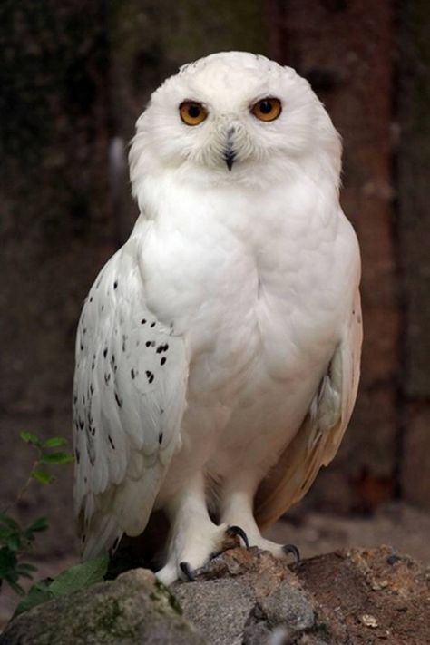 Large white owl Harry Potter Owl, Awesome Owls, Foto Langka, Albino Animals, Snow Owl, Owl Photos, Kunst Inspiration, Owl Pictures, Beautiful Owl