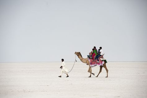 The Great Rann of Kutch is a remarkable place to visit in Gujarat. Discover how to best see this enormous stretch of packed white salt. Kutch Photography, Family Photographer Branding, Great Rann Of Kutch, Rann Of Kutch, White Desert, Indian Family, Photographer Website, Work With Animals, Photographic Studio