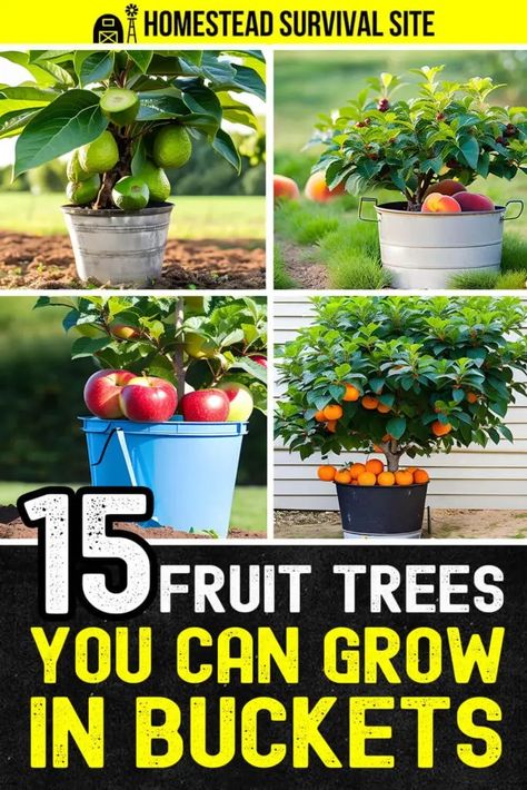 Growing fruit trees in buckets or a similar container is an excellent way to cultivate your own fruit, even in small spaces. Mini Fruit Trees In Pots, Indoor Peach Tree, Fruit Plants In Pots, Growing Fruit Trees In Containers, Greenhouse Trees, Miniature Fruit Trees, Small Fruit Trees, Fruit Trees In Containers, Potted Fruit Trees