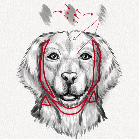 How to Draw a Dog Face – A Step-by-Step Tutorial - Artlex How To Draw Dog Face, How To Draw A Dog Step By Step, Dog Face Drawing, Dog Portrait Drawing, Perros Golden Retriever, Dog Drawing Tutorial, How To Draw Ears, German Shepherd Art, Shitzu Puppies