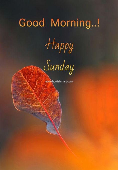 Happy Sunday! Get out and enjoy the colors in nature today! Sunday Morning Gif, Happy Sunday Funny, Happy Sunday Coffee, Happy Sunday Wishes, Sunday Wishes Images, Happy Sunday Flowers, Happy Sunday Pictures, Sunday Morning Images, Happy Sunday Images