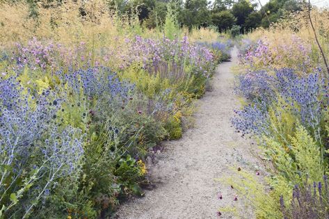 Stipa giganta and wildflowers edge a gravel path in the Merton borders at University of Oxford Botanic Garden. #gardenista #gardendesign #meadowgarden #wildflowers Gardening Beginners, Oxford Botanic Garden, Prairie Planting, Prairie Garden, Meadow Garden, Garden Types, Wildflower Garden, Beautiful Flowers Garden, Garden Landscape Design