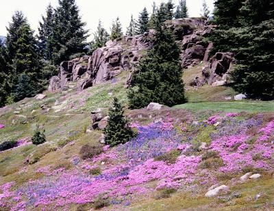 Planting to prevent soil erosion as an alternative to grass (which has to be mowed).  Put some hills into a flat garden to create interest. Landscape A Hill, Landscaping A Hill, Hill Landscape Ideas, Landscaping Slopes, Sloping Garden Ideas, Hillside Gardens, Hillside Landscape, Slope Landscape, Sloping Garden