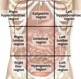 Abdominal Regions And Quadrants Abdominal Quadrants, Abdominal Regions, Chest Anatomy, Anatomy Pictures, Human Anatomy Female, Medical Terminology Study, Academic Books, Vascular Ultrasound, Medical Assistant Student