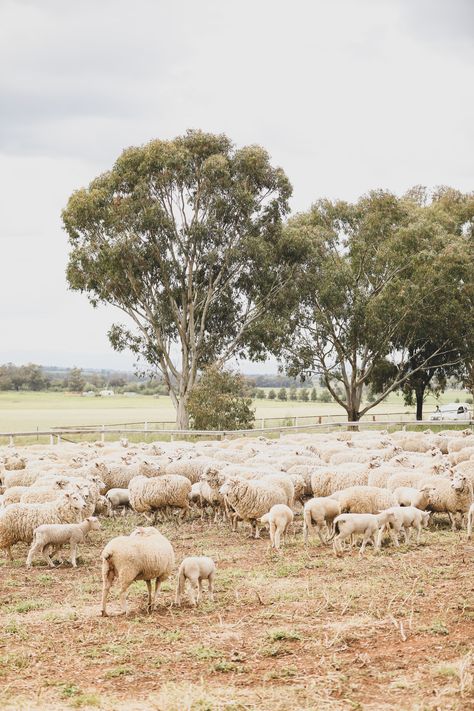 Julie Kagawa, Sheep Farming, Australian Sheep, Seasonal Colour Analysis, Travel And Work, Maggie Stiefvater, Australian Landscape, Kagawa, Sheep Farm