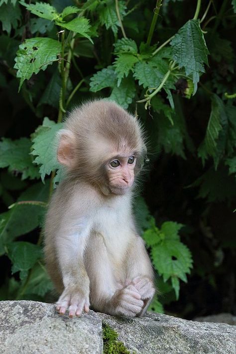 Monkey Family, Snow Monkeys, Tiny Monkey, Baby Monkeys, Monkey Wallpaper, Monkey Pictures, Pet Monkey, Baby Animals Pictures