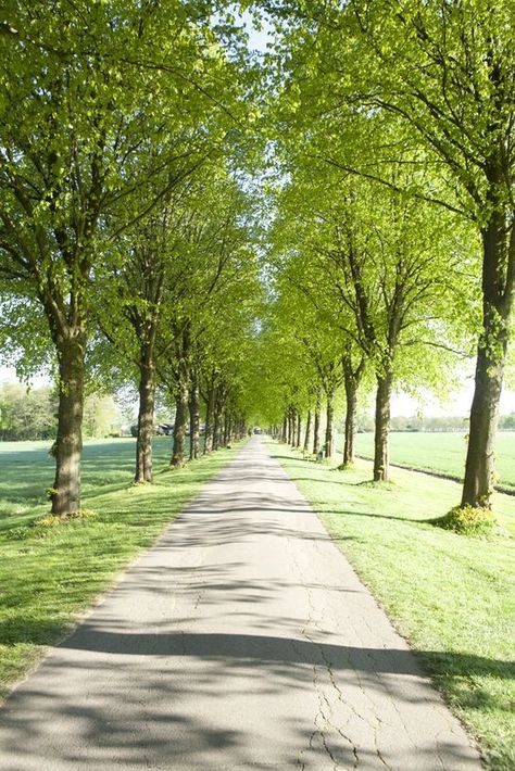 Tree Lined Driveway, Picture Tree, Driveway Landscaping, Street Trees, Photo Background Images Hd, Garden Design Plans, Background Wallpaper For Photoshop, Nature Green, Photo Background Images