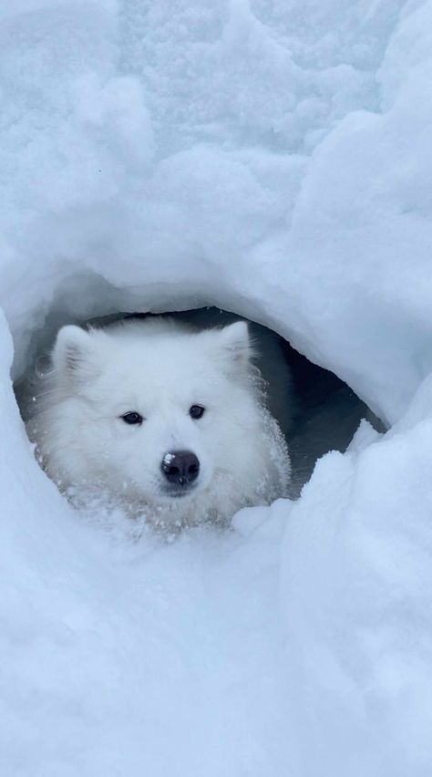 Snow Dog Aesthetic, Dogs In Snow Aesthetic, Dogs In Winter, Nem Halloween Makeup, Puppy In Snow, Animals In Snow, Dogs In Snow, Snow Cave, Dog In Snow