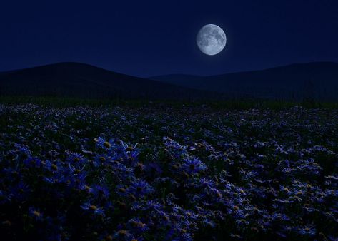 Blue Aesthetic Dark, Dark Summer, Cabin Aesthetic, Dark Blue Flowers, Twilight Sky, Scenery Photography, Night Landscape, Video Background, Night Aesthetic