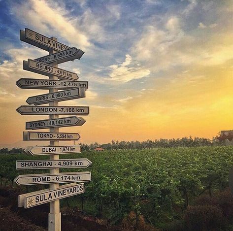 Sula vineyards #Nashik  #India #Indiatravel #travel #worldtour #beautifulindia #photo #perfectclick Sula Vineyards Photography, Sula Wine Nashik, Nashik Aesthetic, Nashik Snap, Sula Wines, Sula Vineyards, Vineyard Photography, Nature Aesthetics, Aesthetic Things