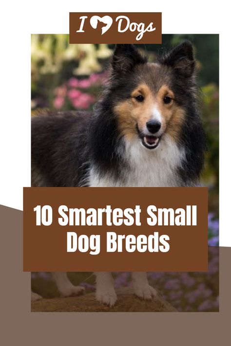 10 Smartest Small Dog Breeds Diy Dog Toys, Dog Grooming Tips, Dog Clothes Diy, Cute Dog Clothes, Toy Puppies, Small Dog Breeds, Dog Photography, Dog Health, Diy Dog Stuff