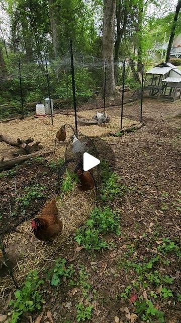 Chicken Tunnel, Farm Landscaping, Chicken Tunnels, Farm Animal Painting, Chicken Coop Garden, Front Yard Landscaping Pictures, Diy Garden Fountains, Front Yard Landscaping Simple, Garden Artwork