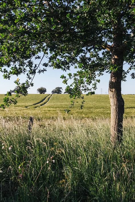 Fields Of Barley, Wild Aesthetic Nature, Barley Field Aesthetic, Tree In A Field, Barley Field, Grass Land, Grass Photography, Visualization Meditation, Norfolk Uk