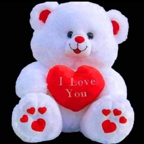 Cute Teddy Bear Pics For Dp, Beautiful Teddy Bear, Teddy Bear Dp, Happy Rose Day My Love, Teddy Day Pic, Teddy Bear Pics, Happy Teddy Day Images, Cute Teddy Bear Pics, Picture Cat