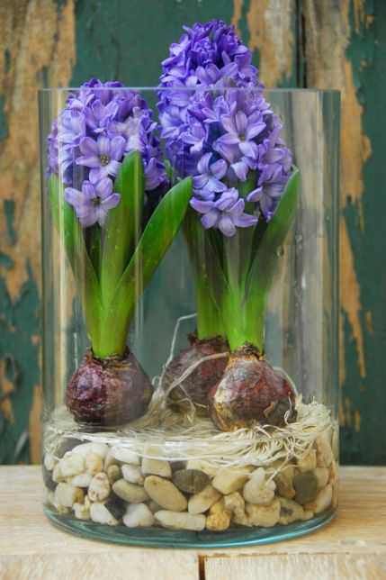 Indoor water garden in glass container as home decor - Imgur Tanaman Air, Onion Flower, Indoor Water Garden, نباتات منزلية, Flower Bulbs, Winter Plants, Garden Bulbs, Indoor Gardens, Indoor Flowers