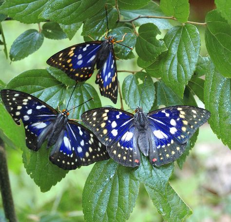 giant purple butterflies (Sasakia charondas) - male : This is a Japanese national butterfly. Japanese Emperor Butterfly, Japanese Insects, Bug Reference, Purple Emperor Butterfly, Japanese Butterfly, Emperor Butterfly, Purple Emperor, Chinese Art Painting, Cool Bugs