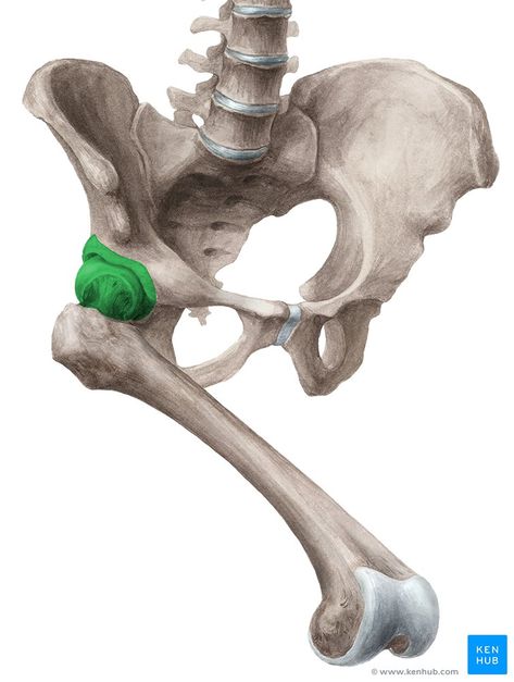 Iliopsoas Bursitis, Hip Anatomy, Joints Anatomy, Body Positive Photography, Thoracic Vertebrae, Human Anatomy For Artists, Piriformis Muscle, Pelvic Bone, Hip Bone