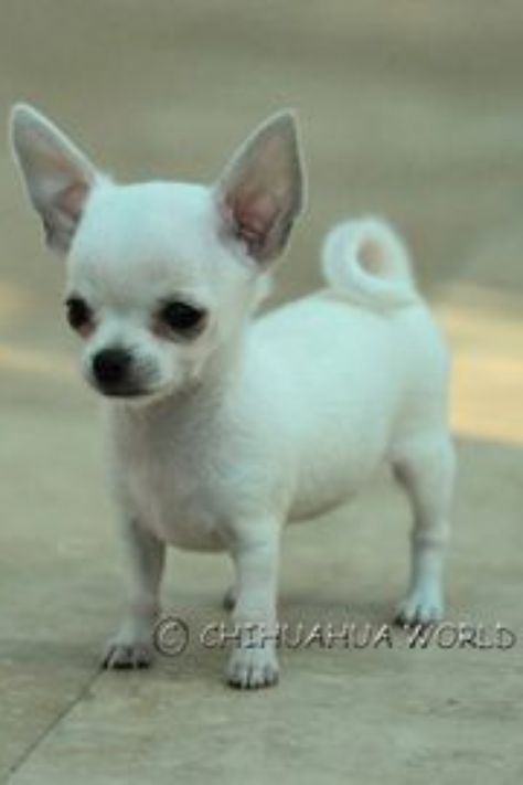 chihuahua color changes-skin, coat , and nose Chihuahua Black, Dogs Brown, Psy Chihuahua, Dogs White, Black Chihuahua, Teacup Chihuahua Puppies, Brown Dogs, White Chihuahua, Baby Chihuahua