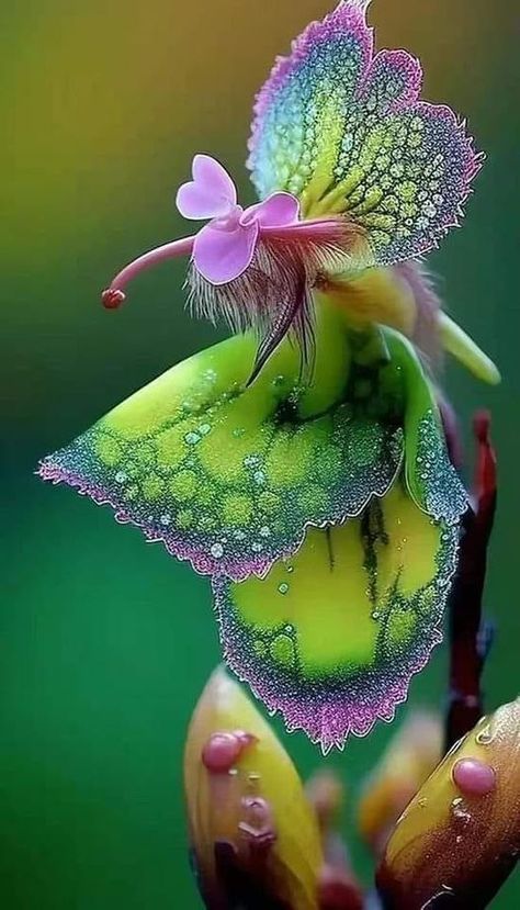 Orchid Photography, Strange Flowers, Weird Plants, Rare Orchids, Flower Arch, Exotic Orchids, Lovely Flowers Wallpaper, Unusual Plants, Unusual Flowers