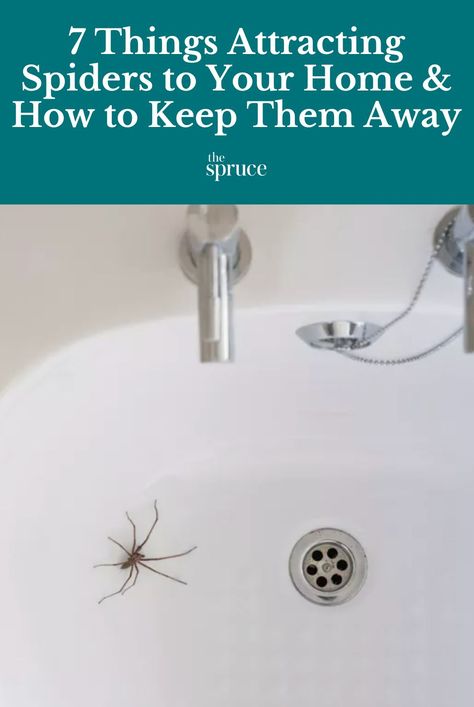 Prevent Spiders In House, How To Get Rid Of House Spiders, Spiders In House Get Rid Of, Get Rid Of Spiders In Home Diy, What Repels Spiders, Spider Prevention House, Getting Rid Of Spiders In Home, Kill Spiders In Home, Keeping Spiders Out Of House