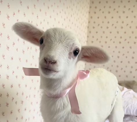 Cute Lamb Aesthetic, Baby Lamb Aesthetic, Lamb Coquette, Sheep Aesthetic, Lamb Aesthetic, Lamb Wallpaper, Cute Lambs, Sacrificial Lamb, Pink Sheep