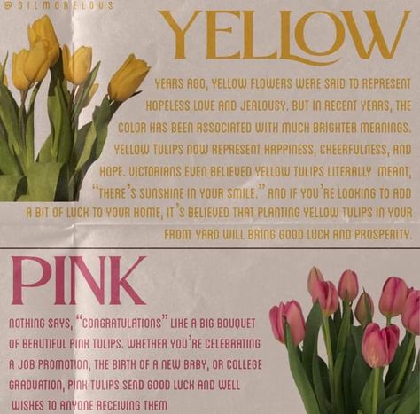 #5-#6 Pink Tulips Meaning, Yellow Tulips Meaning, Tulip Color Meaning, Tulips Meaning Language Of Flowers, Yellow Tulips Aesthetic, Tulip Meaning, Flower Knowledge, Flowers Symbolism, Color Meaning Chart